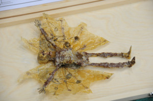 Feen-Skelett, gefunden in England